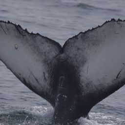 Fluke of CRC-21489