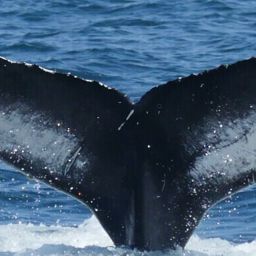 Fluke of CRC-21491