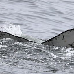 Fluke of CRC-22157
