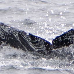 Fluke of CRC-21495
