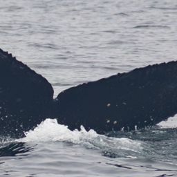 Fluke of CRC-21167