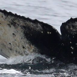 Fluke of CRC-21505
