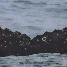 Fluke of CRC-21166
