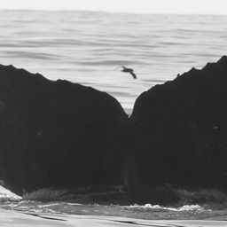 Fluke of CRC-11284