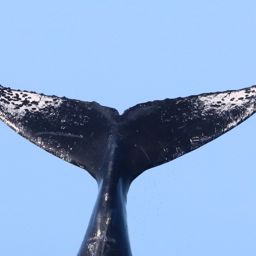 Fluke of Lorenzo