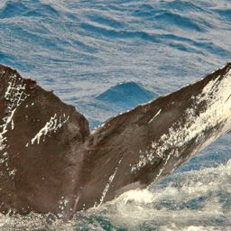 Fluke of NA-3849
