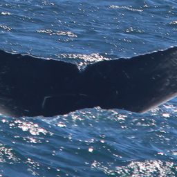 Fluke of CRC-15617