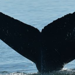 Fluke of HW-MN0401403