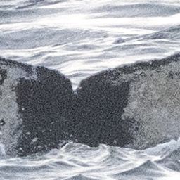 Fluke of HW-MN0430148