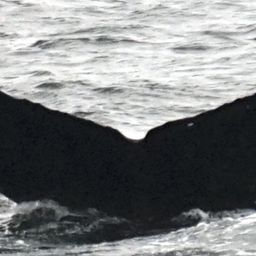 Fluke of HW-MN0401422
