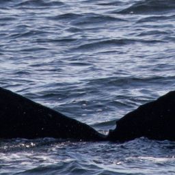 Fluke of SEAK-UASE-EMC-20151105-2-010