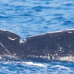 Fluke of HIHWNMS-2023-1-20_G01A08
