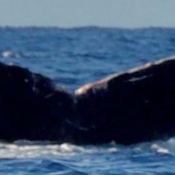 Fluke of HIHWNMS-2023-1-20_G01AO05