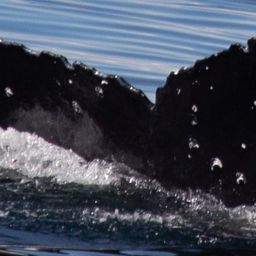 Fluke of HW-MN0401438