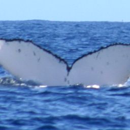 Fluke of Gracieuse
