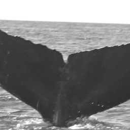 Fluke of Little Dipper's Mom