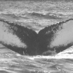 Fluke of NA-6499