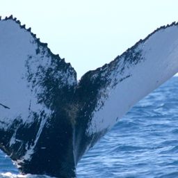 Fluke of Variable