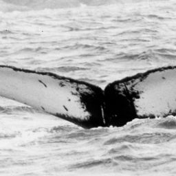 Fluke of NA-6417