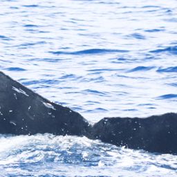 Fluke of HW-MN0443905