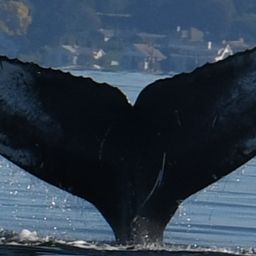 Fluke of Bagheera