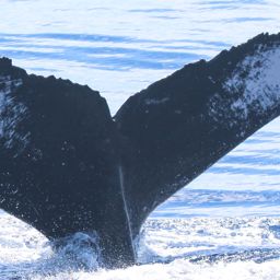 Fluke of SEAK-NMFS-LBD-20160804-1-086
