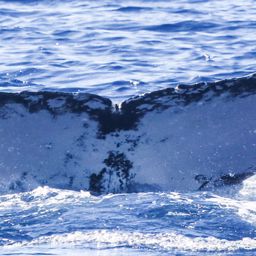 Fluke of HW-MN0443912