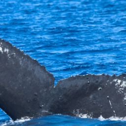 Fluke of HW-MN0443913