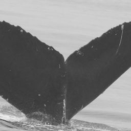Fluke of CRC-15923