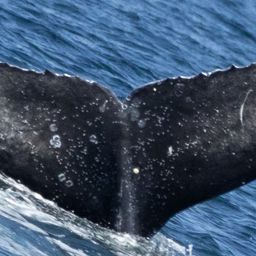 Fluke of 2022-2023 calf of CRC-11258