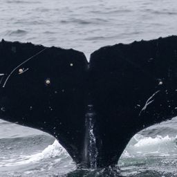 Fluke of CRC-21517