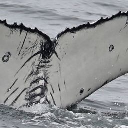 Fluke of CRC-21518