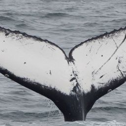 Fluke of CRC-21519