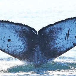 Fluke of Fukurō