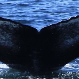 Fluke of Iota
