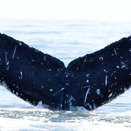 Fluke of CRC-15890