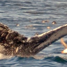 Fluke of Strikkie