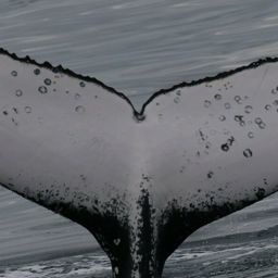 Fluke of HW-MN1104205