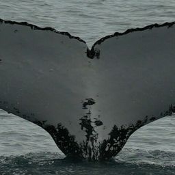 Fluke of HW-MN1104238