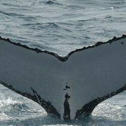 Fluke of HW-MN1104259
