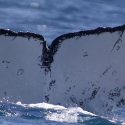 Fluke of HW-MN1104264