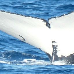 Fluke of HW-MN1104292