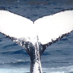 Fluke of HW-MN1104303