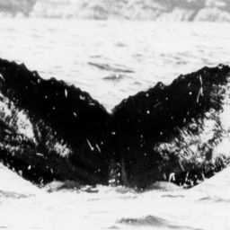 Fluke of NA-6110