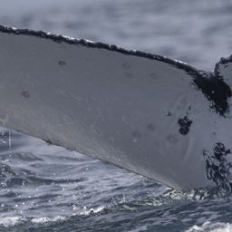 Fluke of HW-MN1104369