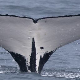 Fluke of HW-MN1104409