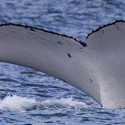 Fluke of HW-MN1104434