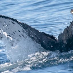 Fluke of HW-MN1104526