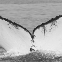 Fluke of CRC-15914