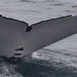 Fluke of HW-MN1104634